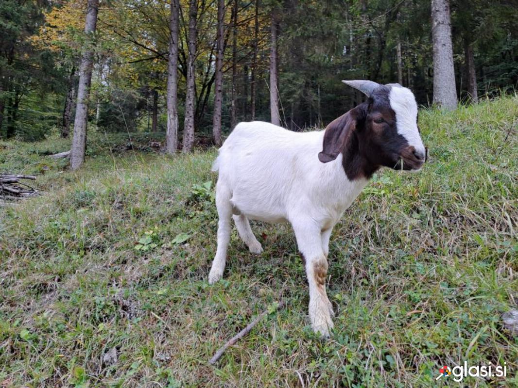 Burska kozlička