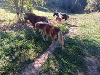 Poni