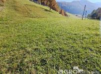 Prodamo sončno, zeleno in mirno posest, odmaknjeno od mestnega vrveža, vendar š