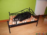 Kovana postelja za hišne ljubljenčke